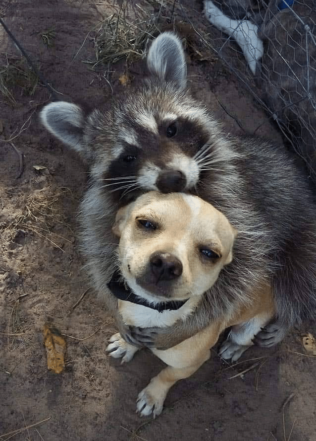 Meme Generator - Raccoon Hugging Dog - Newfa Stuff