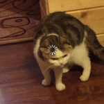 Meme Generator – Angry cat loading