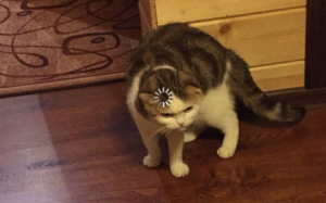 Angry cat loading Angry meme template