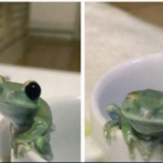 Happy frog Frog meme template blank  Frog, Happy, Blinking, Winking, Animal