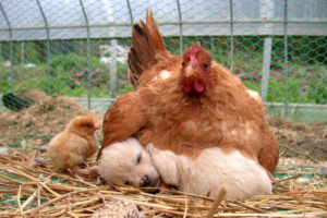 Chicken on top of puppy Protecting meme template