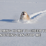 Im coming home to cheer you up and nothing can stop me Wholesome meme template blank  Wholesome, Anime, Dog, Cute, Affection, Love, Running, Snow