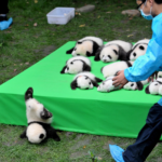 Falling Panda Animal meme template blank  Animal, Falling, Tripping, Saving, Panda, Baby