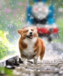 Corgi about to get hit by Thomas the tank engine.  Vs meme template