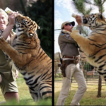 Joe Exotic vs. Steve Irwin Tiger King meme template blank  Tiger King, Vs, Steve Irwin, Tiger, Feeding, Milk, Drinking, Helping