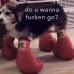 do u wanna fucken go dog Animal meme template blank  Animal, Dog, Threatening, Boxing, Sports, Challenging, Angry