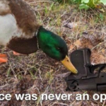 Peace was never an option duck with gun Animal meme template blank  Animal, Duck, Peace, Guns