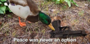 Peace was never an option duck with gun  Animal meme template
