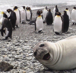 Seal in front of penguins Penguin meme template