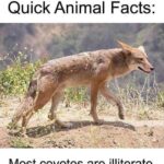 Dank Memes Hold up, Wheel, Spin, HolUp, Thanks, SJUGNb text: Quick Animal Facts: Most coyotes are illiterate  Hold up, Wheel, Spin, HolUp, Thanks, SJUGNb