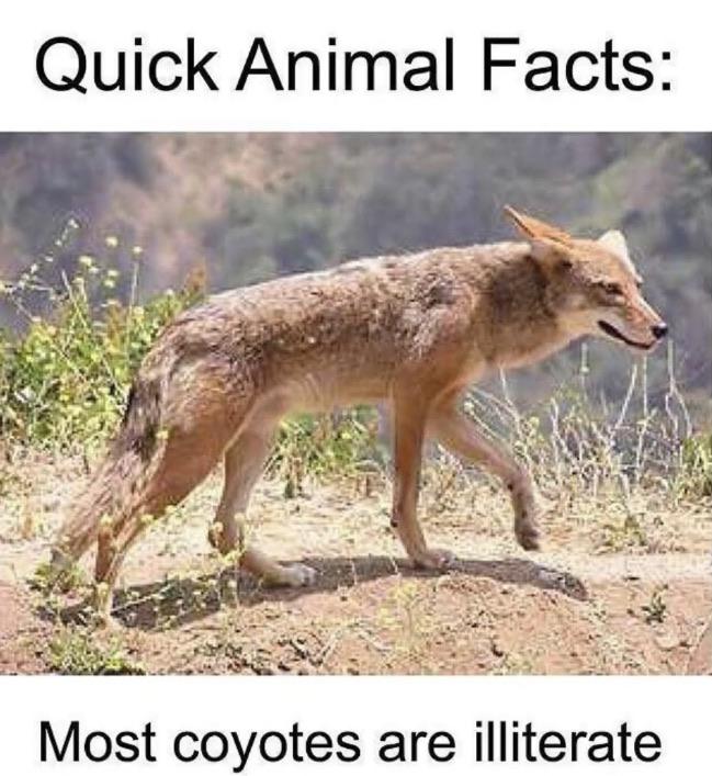 Hold up, Wheel, Spin, HolUp, Thanks, SJUGNb Dank Memes Hold up, Wheel, Spin, HolUp, Thanks, SJUGNb text: Quick Animal Facts: Most coyotes are illiterate 