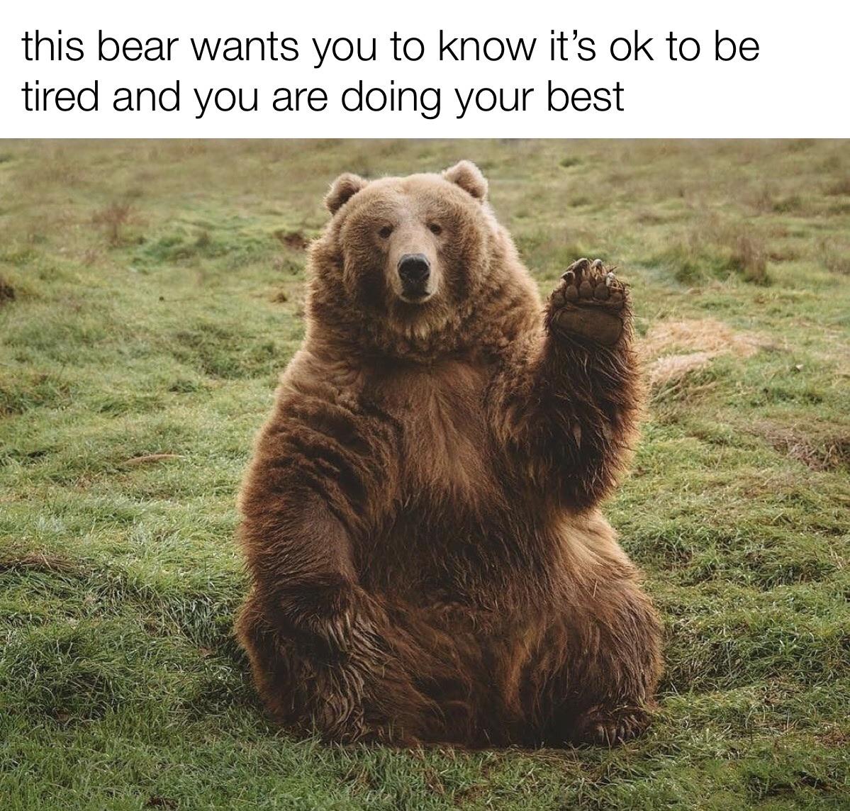 Cute,  Wholesome Memes Cute,  text: this bear wants you to know it's ok to be tired and you are doing your best 