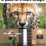 other memes Funny, Reddit, Shaggy text: The cheetah can stay in place for 8 hours straight Me ensl opé@t) 