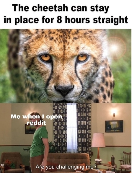 Funny, Reddit, Shaggy other memes Funny, Reddit, Shaggy text: The cheetah can stay in place for 8 hours straight Me ensl opé@t) 'reddit A ou challengingyne .. 