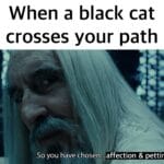 Wholesome Memes Wholesome memes, Adopt text: When a black cat crosses your path So you have chosen... affection & petting  Wholesome memes, Adopt