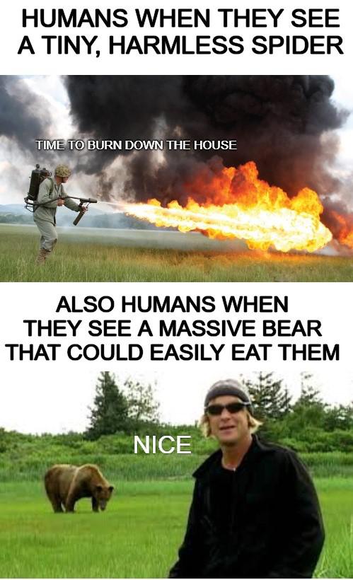 Funny, UK, Steve Irwin, Russian, America other memes Funny, UK, Steve Irwin, Russian, America text: HUMANS WHEN THEY SEE A TINY, HARMLESS SPIDER 'TIM TO BURN DOWN THE HOUSE ALSO HUMANS WHEN THEY SEE A MASSIVE BEAR THAT COULD EASILY EAT THEM 