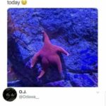 Spongebob Memes Spongebob, SpongeBob, Patrick text: Saw a thicc ass starfish at the aquarium today O.J. @Odawa_ That