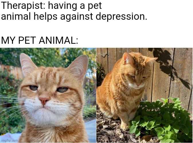 Funny, Garfield, Marvin other memes Funny, Garfield, Marvin text: Therapist: having a pet animal helps against depression. MY PET ANIMAL: ingflipcom 