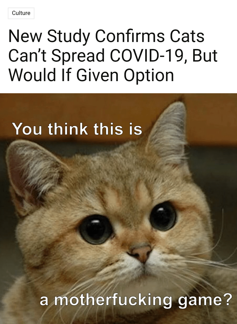 Funny, ALL HAIL THE PUSSY, Europeans, COVID other memes Funny, ALL HAIL THE PUSSY, Europeans, COVID text: Culture New Study Confirms Cats Can't Spread COVID-19, But Would If Given Option You think this is a motherfucking game? 