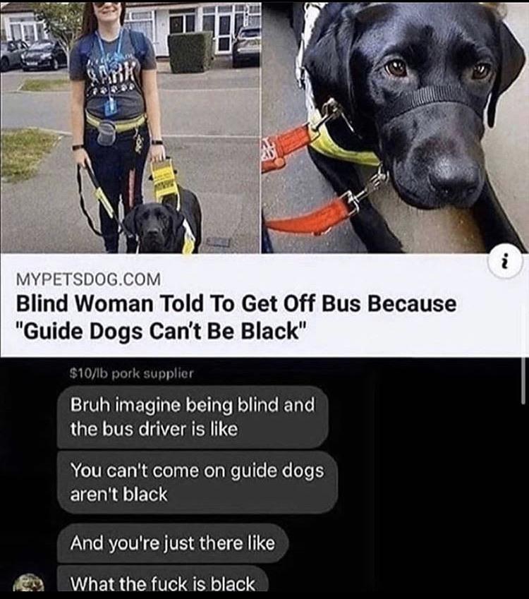 Dank, David Bowie other memes Dank, David Bowie text: MYPETSDOG.COM Blind Woman Told To Get Off Bus Because 