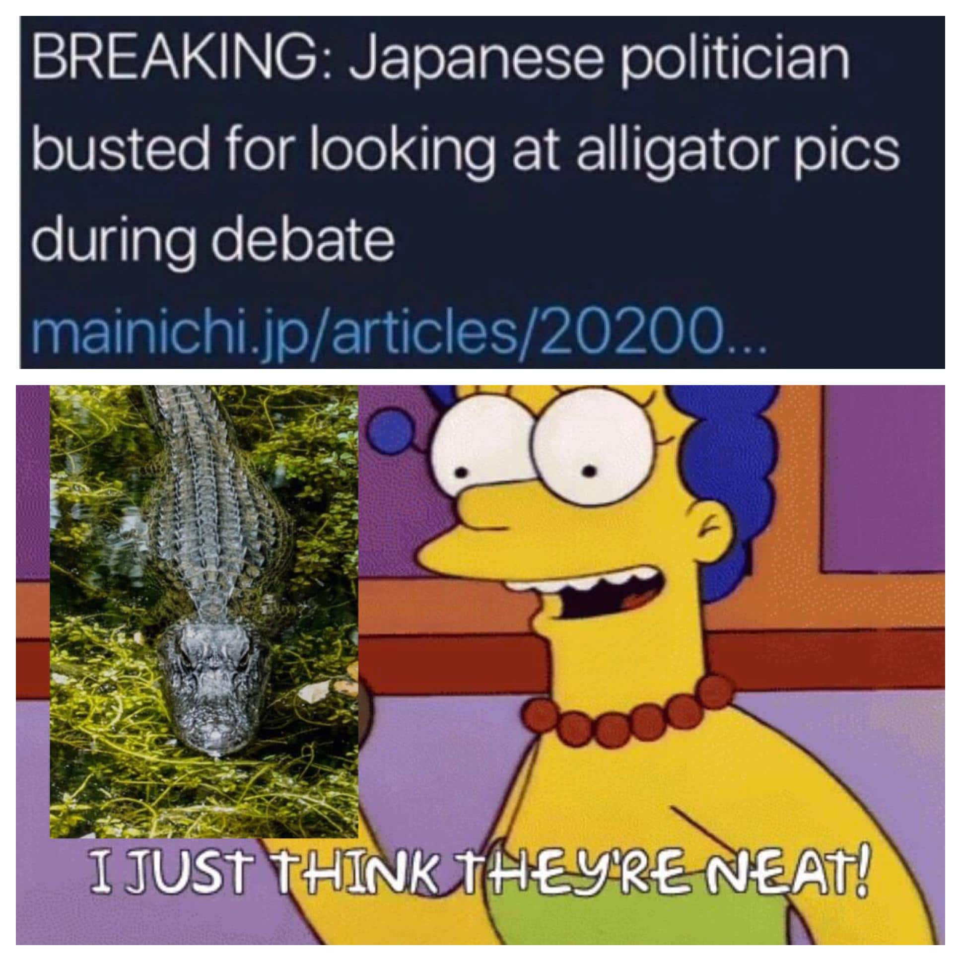 Funny, Japan, Japanese, Hirai other memes Funny, Japan, Japanese, Hirai text: BREAKING: Japanese politician busted for looking at alligator pics during debate mainichi.jp/articles/20200.. JUST 