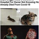 other memes Funny, Futurama, Hachiko, COVID, Seymour, Fry text: Loyal Doggo Waits 3 Months At Hospital For Owner Not Knowing He Already Died From Covid-19 nd now, you have officially carriéd it too far Budd .  Funny, Futurama, Hachiko, COVID, Seymour, Fry