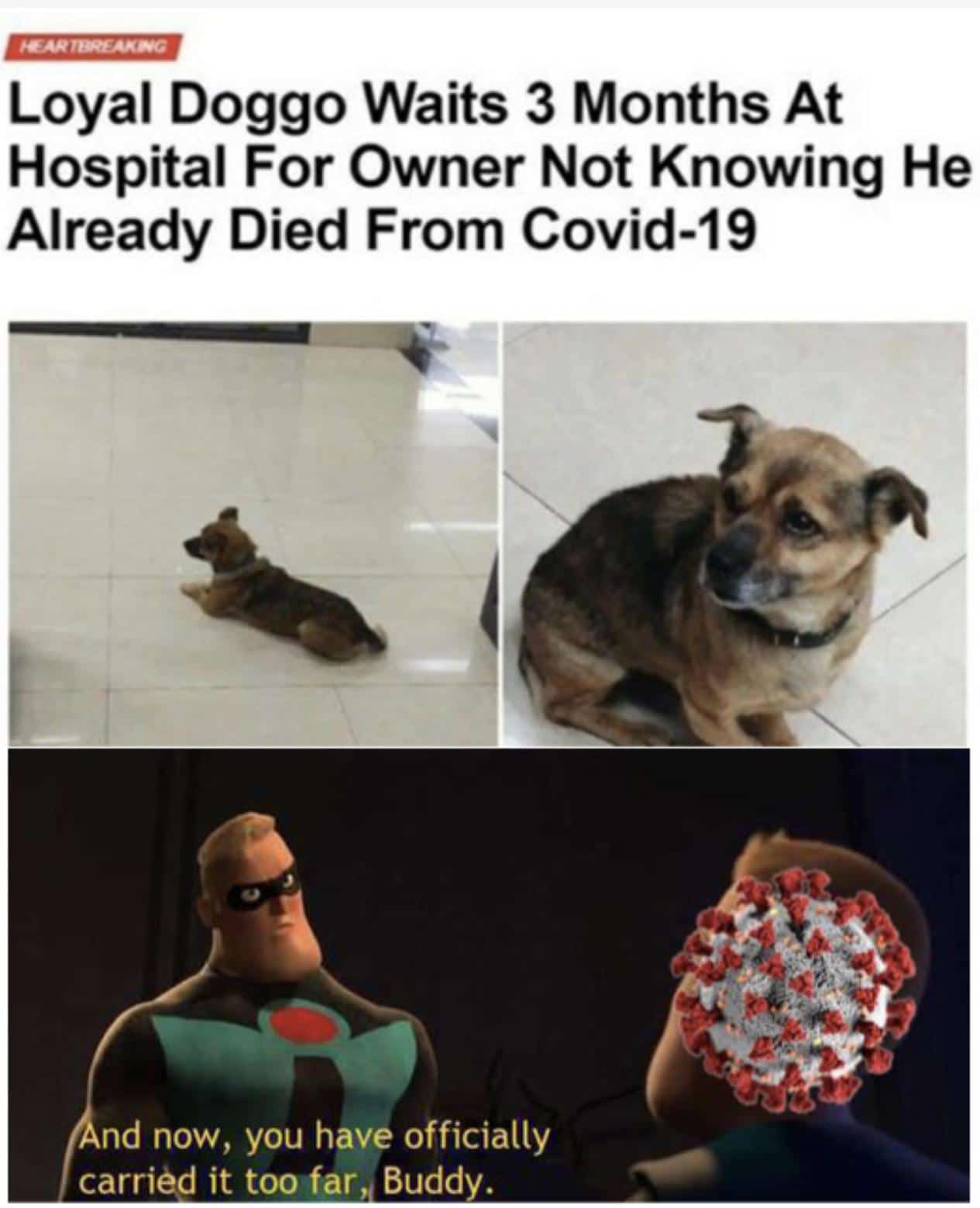 Funny, Futurama, Hachiko, COVID, Seymour, Fry other memes Funny, Futurama, Hachiko, COVID, Seymour, Fry text: Loyal Doggo Waits 3 Months At Hospital For Owner Not Knowing He Already Died From Covid-19 nd now, you have officially carriéd it too far Budd . 
