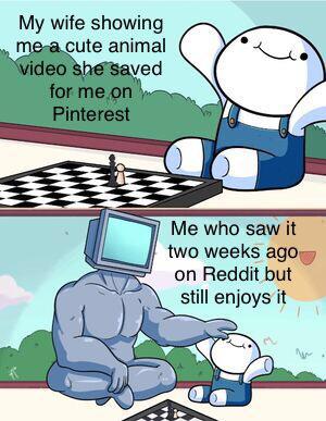 Cute, wholesome memes, TikTok, TV, Redditor, Pinterest Wholesome Memes Cute, wholesome memes, TikTok, TV, Redditor, Pinterest text: My wife showing cute animal 'deo ved for meon Pinterest Me who saw it two weeks ago, on Reddit but still enjoys i! 