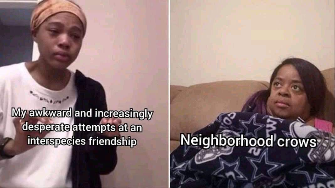 Wholesome memes,  Wholesome Memes Wholesome memes,  text: My awkward and increasingly desperate attempts at an interspecies friendship DNeigli9rhood'crows•'• 