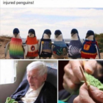 Wholesome Memes Wholesome memes, Penguin Books text: Australia