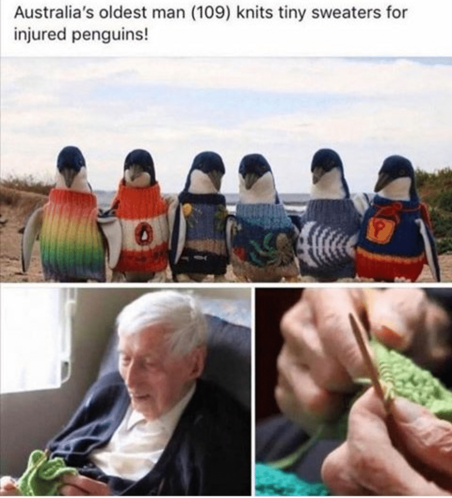 Wholesome memes, Penguin Books Wholesome Memes Wholesome memes, Penguin Books text: Australia's oldest man (109) knits tiny sweaters for injured penguins! 