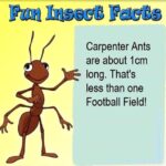 cringe memes Cringe, American text: Carpenter Ants are about lcm long. That