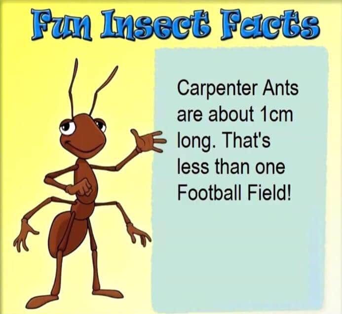 Cringe, American cringe memes Cringe, American text: Carpenter Ants are about lcm long. That's less than one Football Field! 