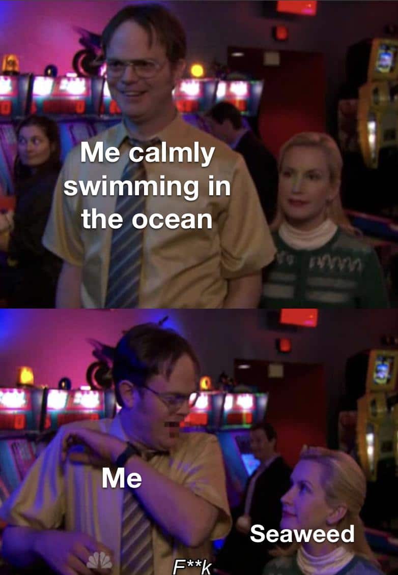 Funny, TARANTULA SQUID other memes Funny, TARANTULA SQUID text: Me calmly swimming in the ocean Seaweed 