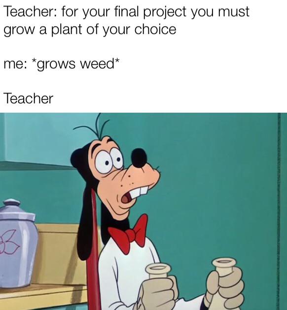 Funny, Teacher other memes Funny, Teacher text: Teacher: for your final project you must grow a plant of your choice me: *grows weed* Teacher 