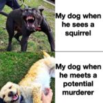 other memes Funny, Morty, Ellie text: My dog when squirrel VMy dog when he meets a potential murderer 