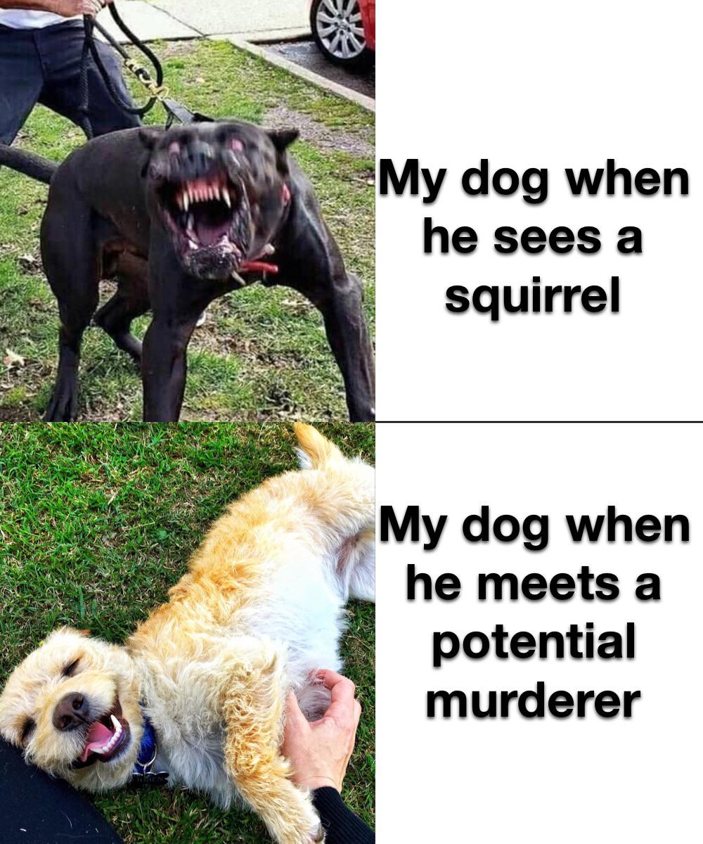 Funny, Morty, Ellie other memes Funny, Morty, Ellie text: My dog when squirrel VMy dog when he meets a potential murderer 