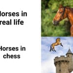 other memes Funny, Skyrim, Horses, Roach, India, Witcher text: Horses in real life Nastilus Horses in chess  Funny, Skyrim, Horses, Roach, India, Witcher