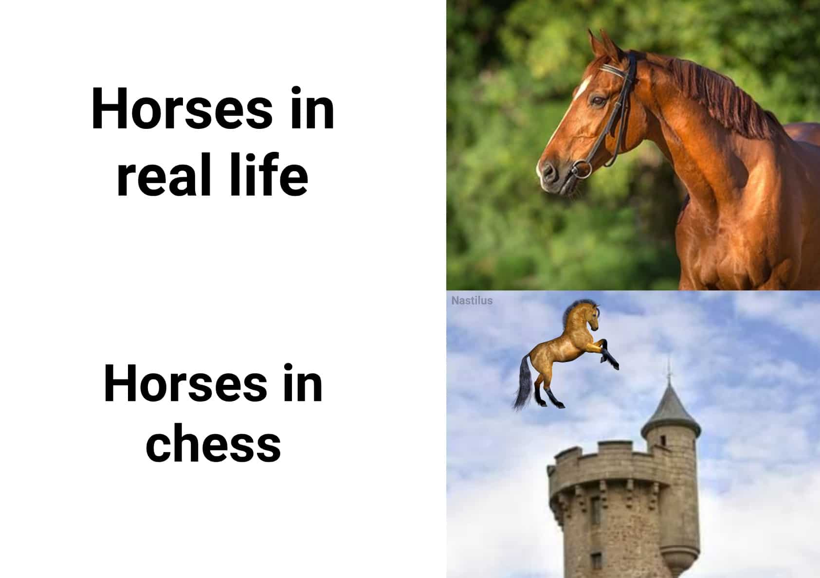 Funny, Skyrim, Horses, Roach, India, Witcher other memes Funny, Skyrim, Horses, Roach, India, Witcher text: Horses in real life Nastilus Horses in chess 