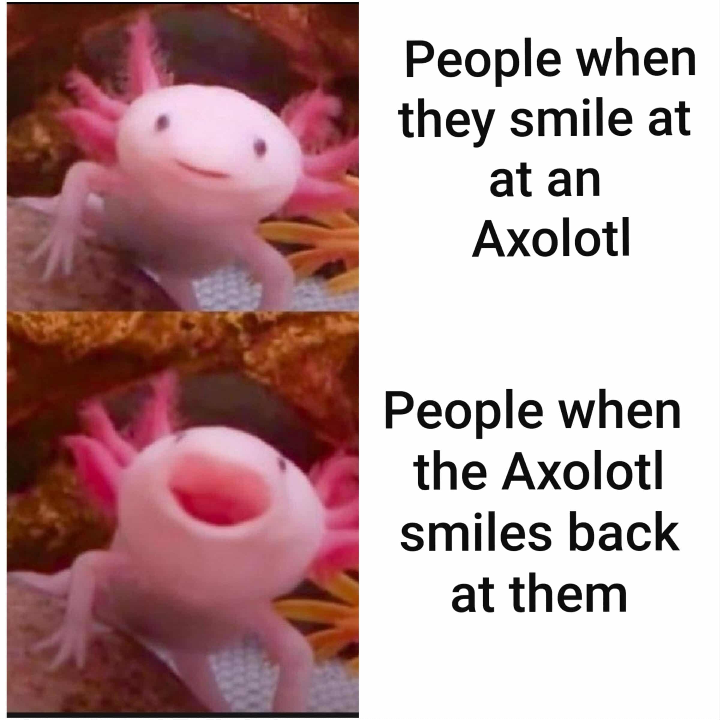 Wholesome memes, Somebody Wholesome Memes Wholesome memes, Somebody text: People when they smile at at an Axolotl People when the Axolotl smiles back at them 