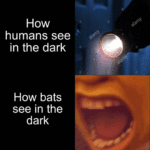 Dank Memes Dank, Echolocation text: HOW humans see in the dark How bats see in the dark  Dank, Echolocation
