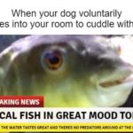 other memes Funny, THE MOMENT text: When your dog voluntarily comes into your room to cuddle with you BREAKING NEWS LOCAL FISH IN GREAT MOOD TODAY THE WATER TASTES GREAT AND THERES NO PREDATORS AROUND AT THE MOMENT  Funny, THE MOMENT