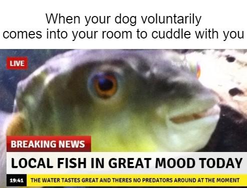 Funny, THE MOMENT other memes Funny, THE MOMENT text: When your dog voluntarily comes into your room to cuddle with you BREAKING NEWS LOCAL FISH IN GREAT MOOD TODAY THE WATER TASTES GREAT AND THERES NO PREDATORS AROUND AT THE MOMENT 