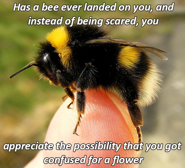 Cute, wholesome memes, Pretty, Bob, Bees Wholesome Memes Cute, wholesome memes, Pretty, Bob, Bees text: Has a bee ever landed on you—and— instead of being scared, you appreciate the possibility that you got confused (pra flow. 