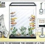 boomer memes Political, Jesus text: SHOE SALE HOW TO DETERMINE THE GENDER OF A FISH  Political, Jesus