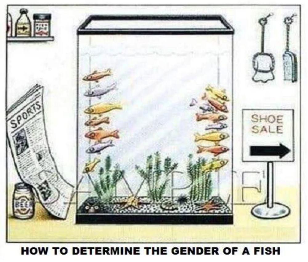 Political, Jesus boomer memes Political, Jesus text: SHOE SALE HOW TO DETERMINE THE GENDER OF A FISH 