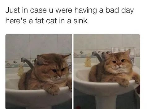 Wholesome memes,  Wholesome Memes Wholesome memes,  text: Just in case u were having a bad day here's a fat cat in a sink 