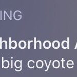 cringe memes Cringe,  text: RING Neighborhood Alert r Very big coyote 3 AM  Cringe, 