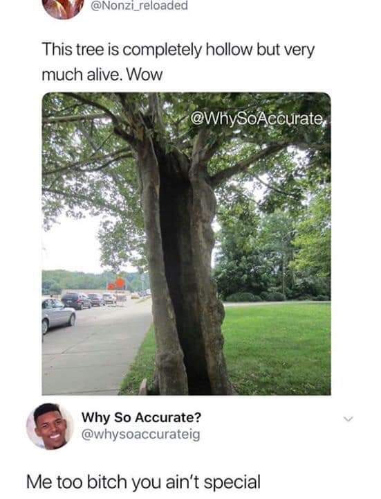 Depression, Tree depression memes Depression, Tree text: @Nonzi_reload This tree is completely hollow but very much alive. Wow Why So Accurate? @whysoaccurateig Me too bitch you ain't special 