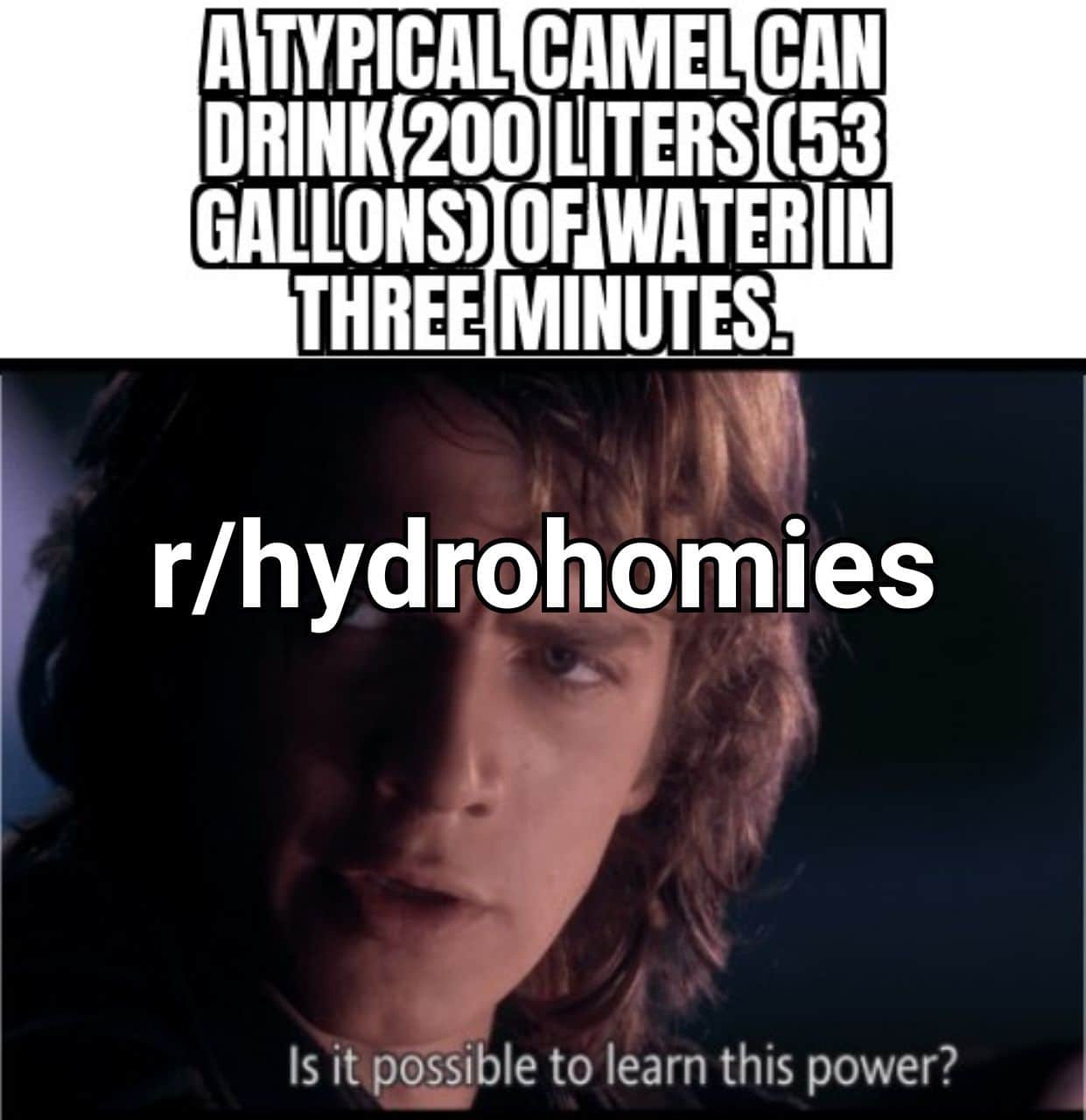 Water, Camels Water Memes Water, Camels text: A TiYRlCAL CAMEL CAN LIITERS (53 GALIL[ONS) ONWATER IN THREE MINUTES. r/hydrobomies Is it possible to learn this power? 